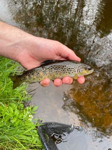 Brown Trout
