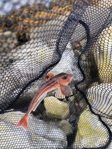 Gurnard