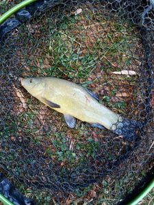 Tench