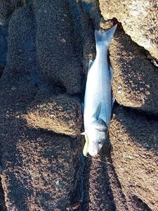 European Bass (Seabass)
