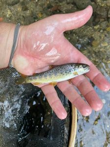 Brown Trout