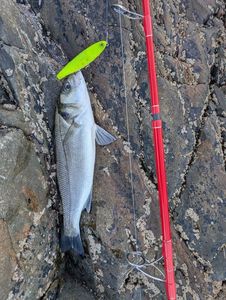 European Bass (Seabass)