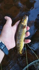 Brown Trout