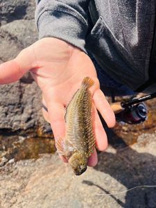 Rusty Blenny
