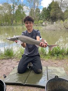 European Sturgeon