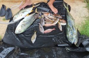 Dolphinfish