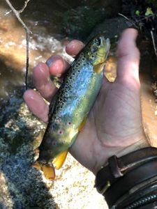 Brown Trout