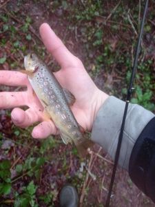 Brown Trout