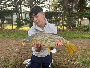 Common Carp