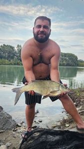 Common Bream