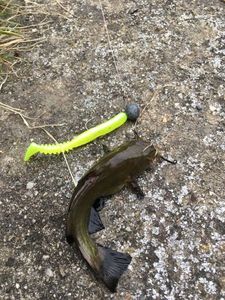 Black Bullhead