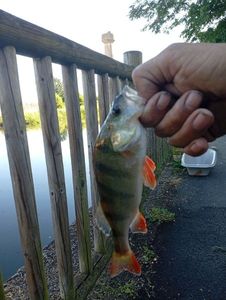 European Perch