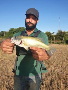 Largemouth Bass