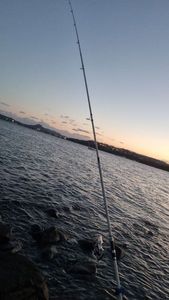 Gilthead Seabream