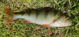 European Perch