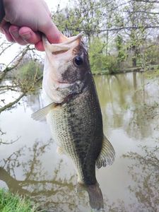 Largemouth Bass