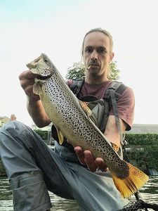 Brown Trout