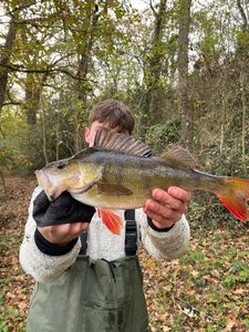 European Perch