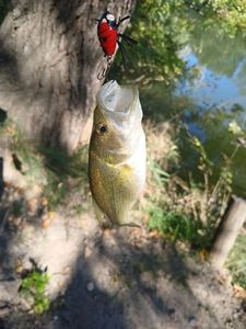 Largemouth Bass