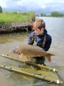 Common Carp