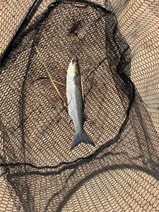 Leaping Mullet