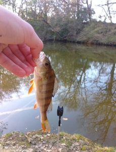European Perch