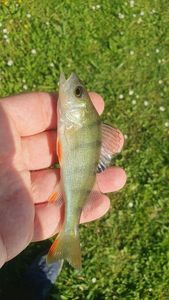 European Perch
