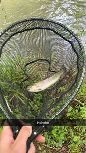 Rainbow Trout