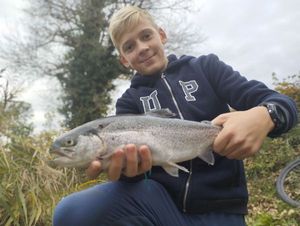 Rainbow Trout