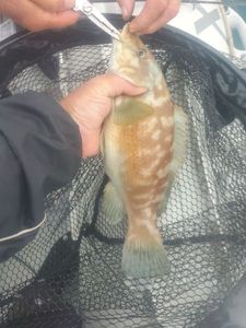 Ballan Wrasse