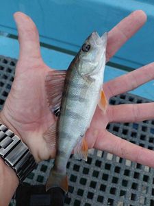 European Perch