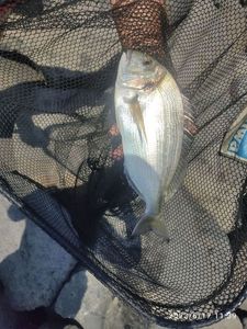 Gilthead Seabream
