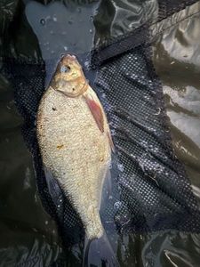 Common Bream