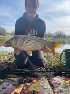 Common Carp