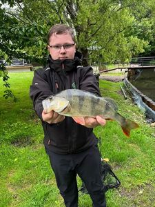 European Perch