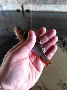 European Perch