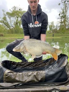 Common Carp