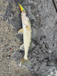 Zander