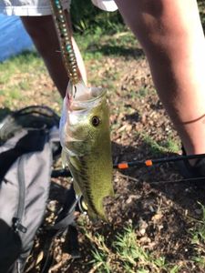 Largemouth Bass