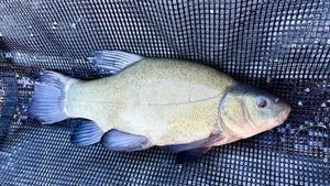 Tench