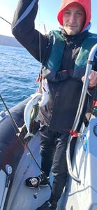 Mackerel