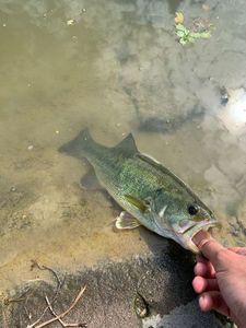 Largemouth Bass