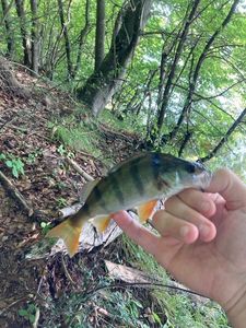 European Perch