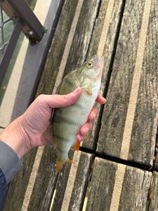European Perch