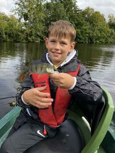 European Perch
