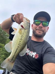 Largemouth Bass
