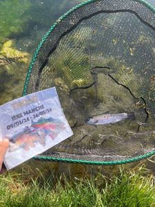 Rainbow Trout