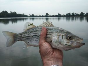 Striped Bass (Landlocked)