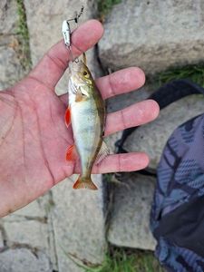 European Perch