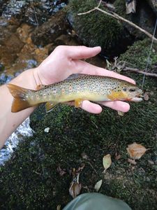 Brown Trout